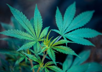 Why Is Weed Illegal?