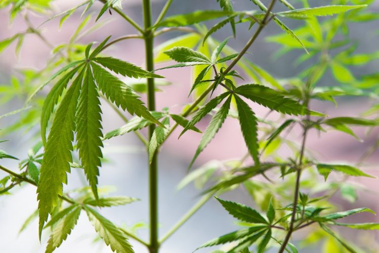 Why Weed Illegal