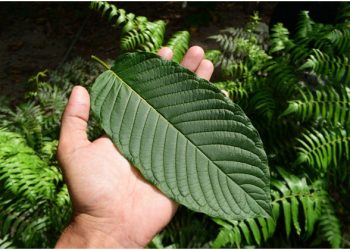 Green Leaves to Green Relief
