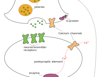 The endocannabinoid system