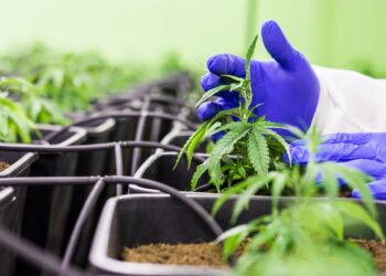 Research on cannabinoids