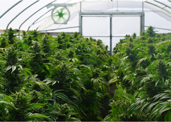 Cannabis Cultivation Facility