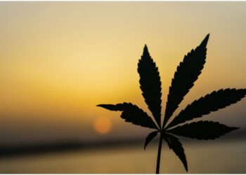 Growing Your Own Weed