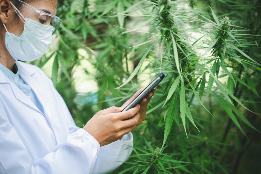 Evolving CBD Landscape