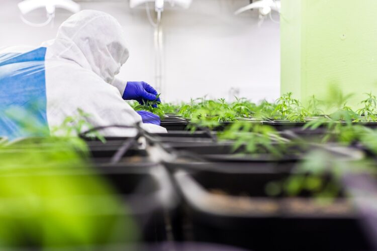 French Hemp Revolution