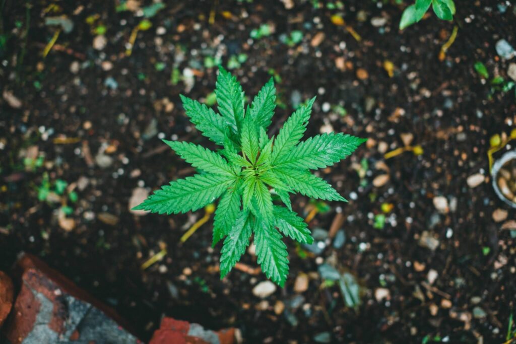 Cannabis Commission
